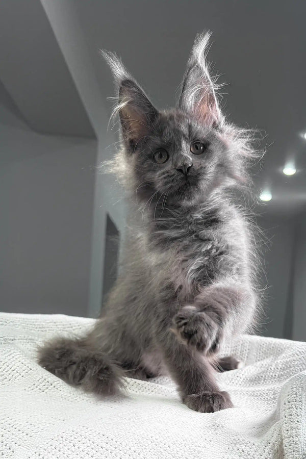 Felicia | maine coon kitten