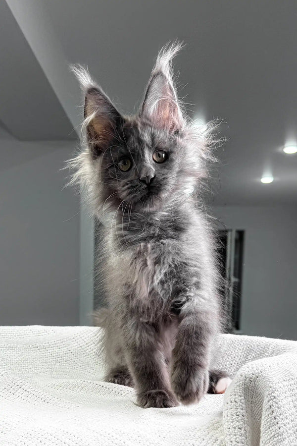 Felicia | maine coon kitten