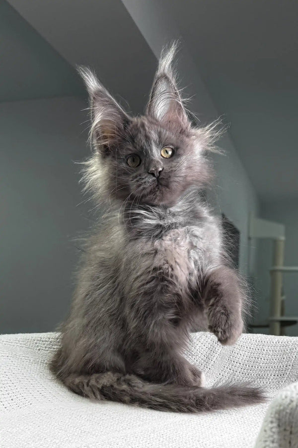 Felicia | maine coon kitten
