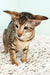 Oriental kitten with large ears and striped coat, perfect for cat lovers