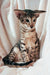 Slender Oriental Kitten with large ears and striped coat, perfect for cat lovers