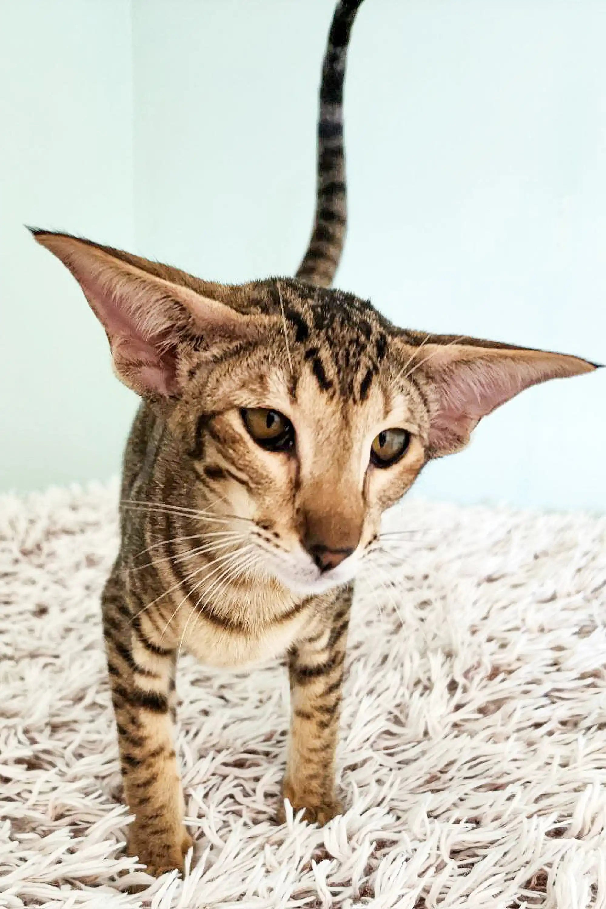 Oriental Shorthair Kittens For Sale Near Me