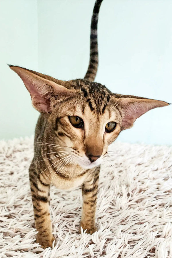 Striped Tabby Oriental Kitten with big ears and an alert expression