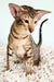 Striped tabby Oriental Kitten with large ears and a slender body ready for cuddles