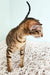 Striped Oriental Kitten with a long body and upright tail on textured surface