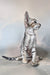 Felicia | oriental shorthair kitten