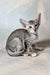 Felicia | oriental shorthair kitten