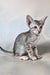 Felicia | oriental shorthair kitten