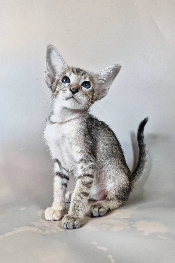 Felicia | oriental shorthair kitten