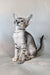 Felicia | oriental shorthair kitten