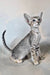 Felicia | oriental shorthair kitten