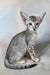 Felicia | oriental shorthair kitten