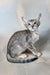 Felicia | oriental shorthair kitten