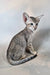 Felicia | oriental shorthair kitten