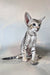 Felicia | oriental shorthair kitten
