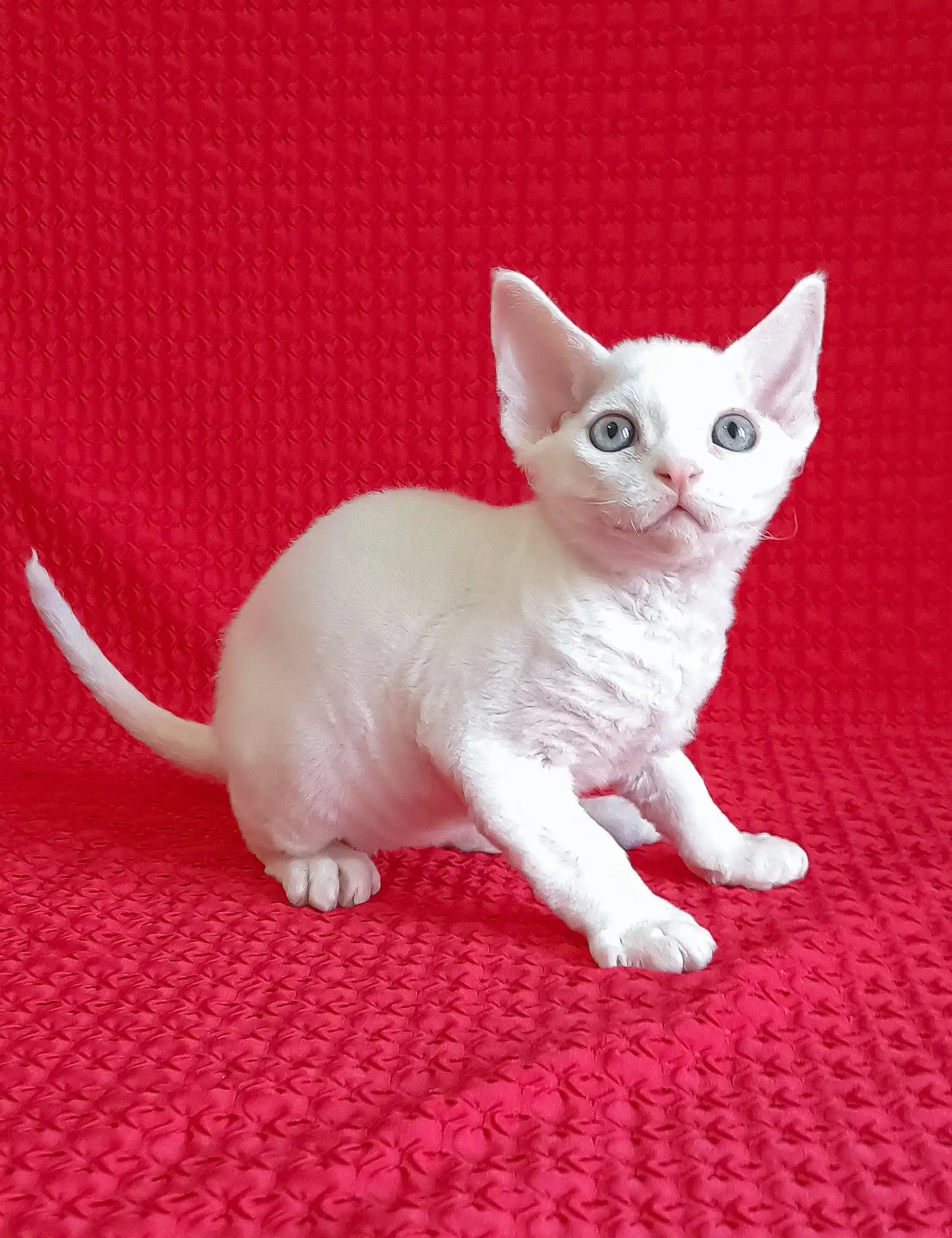 Cute White Devon Rex Kitten from the Felix Devon Rex Kitten collection