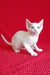 Cute White Devon Rex Kitten from the Felix Devon Rex Kitten collection