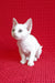 White Devon Rex kitten model named Felix in a cozy setting