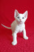 Cute White Devon Rex kitten from Felix is playful and ready for a new home