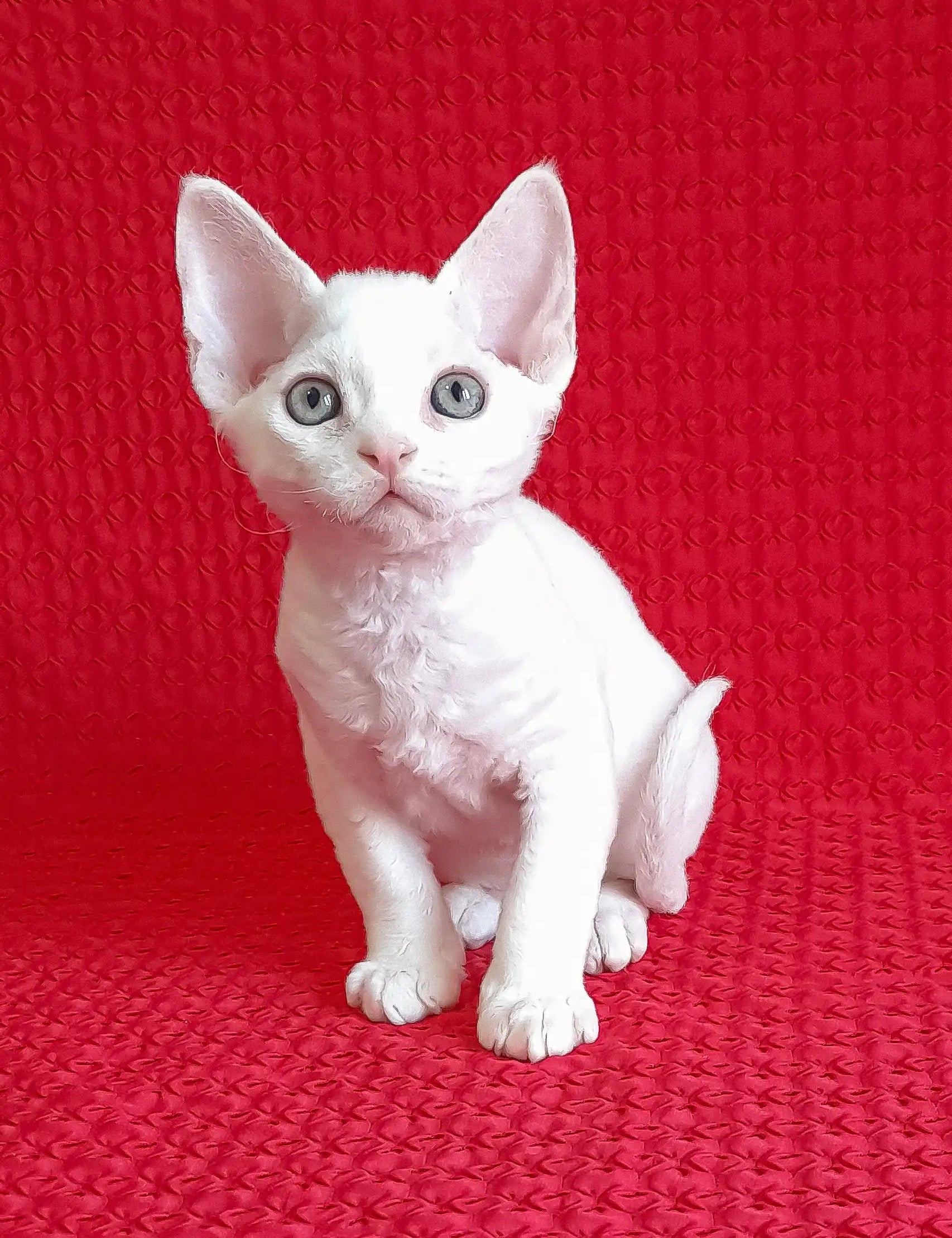 Adorable White Devon Rex kitten featured in the Felix Devon Rex Kitten product