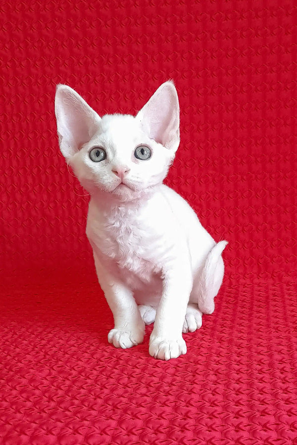 Adorable White Devon Rex kitten featured in the Felix Devon Rex Kitten product