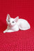 White Devon Rex cat in stylish Felix | Devon Rex Kitten product display