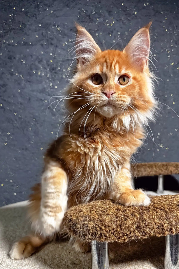Felix | maine coon kitten