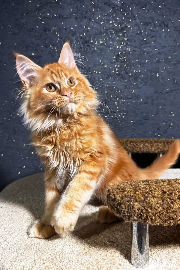 Felix | maine coon kitten