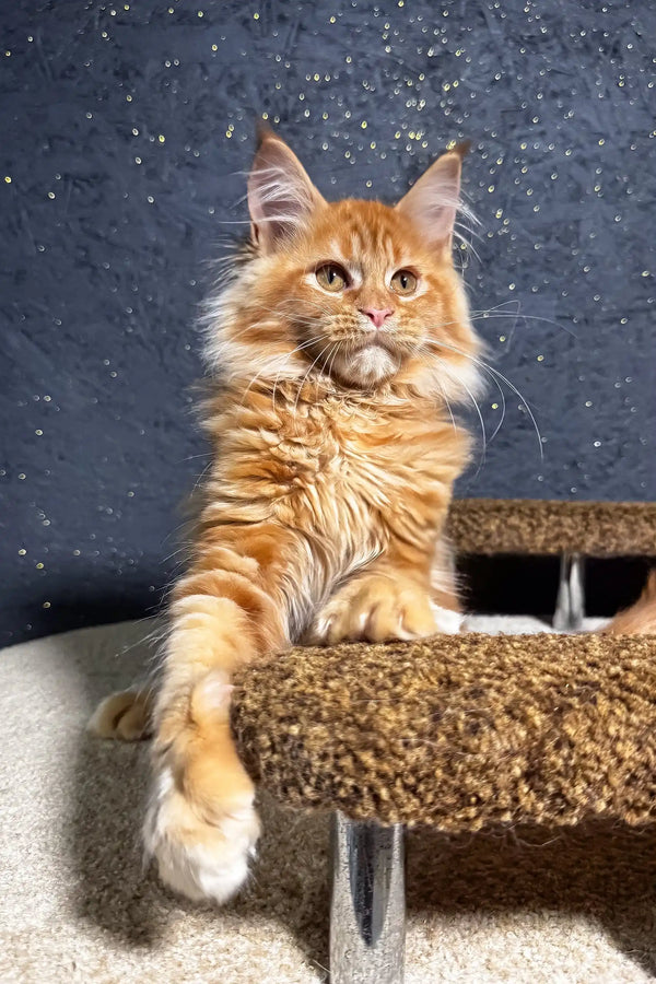 Felix | maine coon kitten