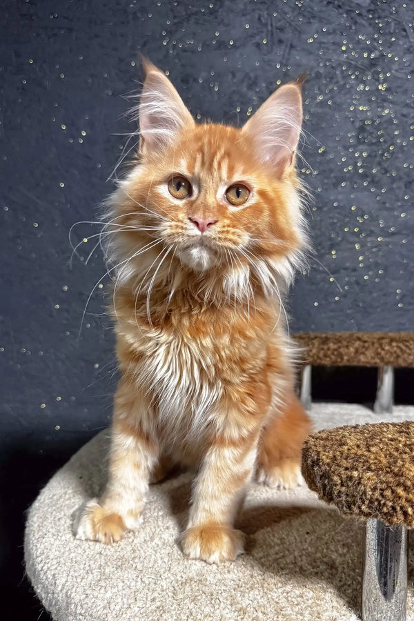 Felix | maine coon kitten