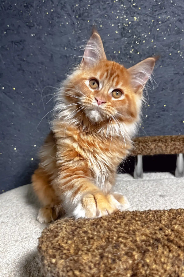 Felix | maine coon kitten