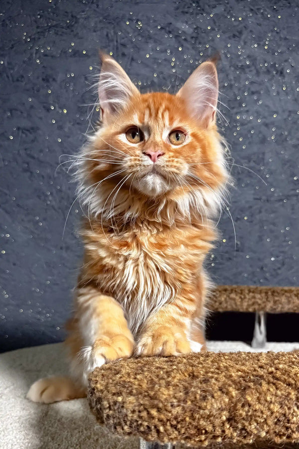 Felix | maine coon kitten