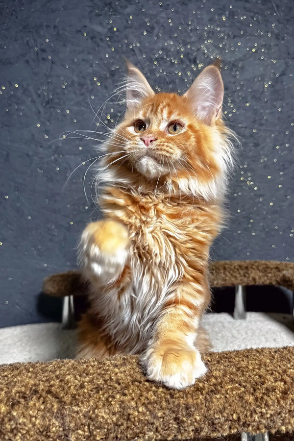 Felix | maine coon kitten