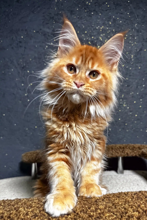 Felix | maine coon kitten