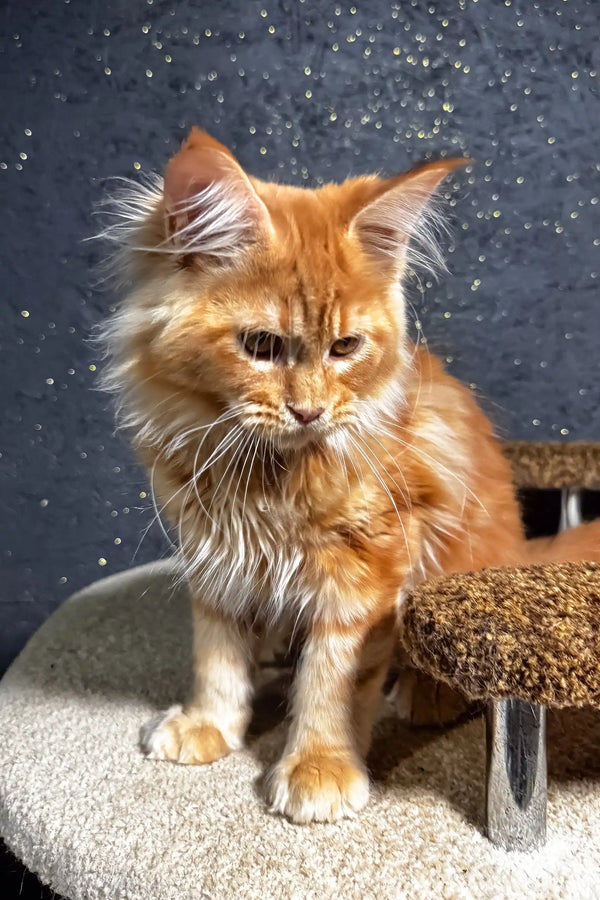 Felix | maine coon kitten