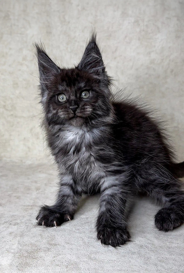 Fluffy black Maine Coon kitten with green eyes for the Felix Maine Coon product