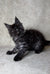 Fluffy black smoke Maine Coon kitten with tufted ears and alert eyes for Felix