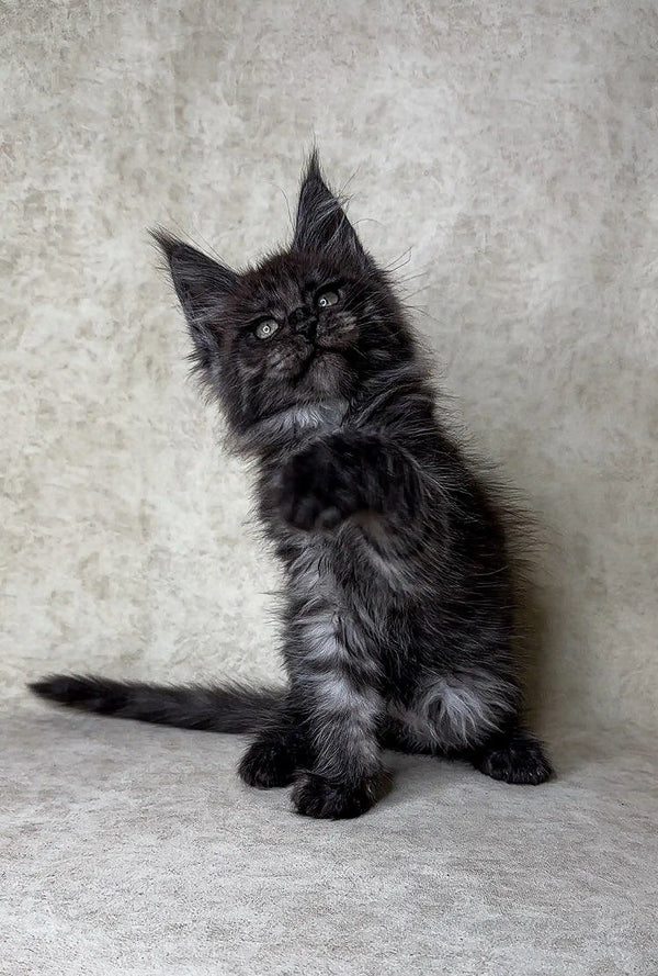 Fluffy black Maine Coon kitten with tufted ears and curious eyes, perfect for families
