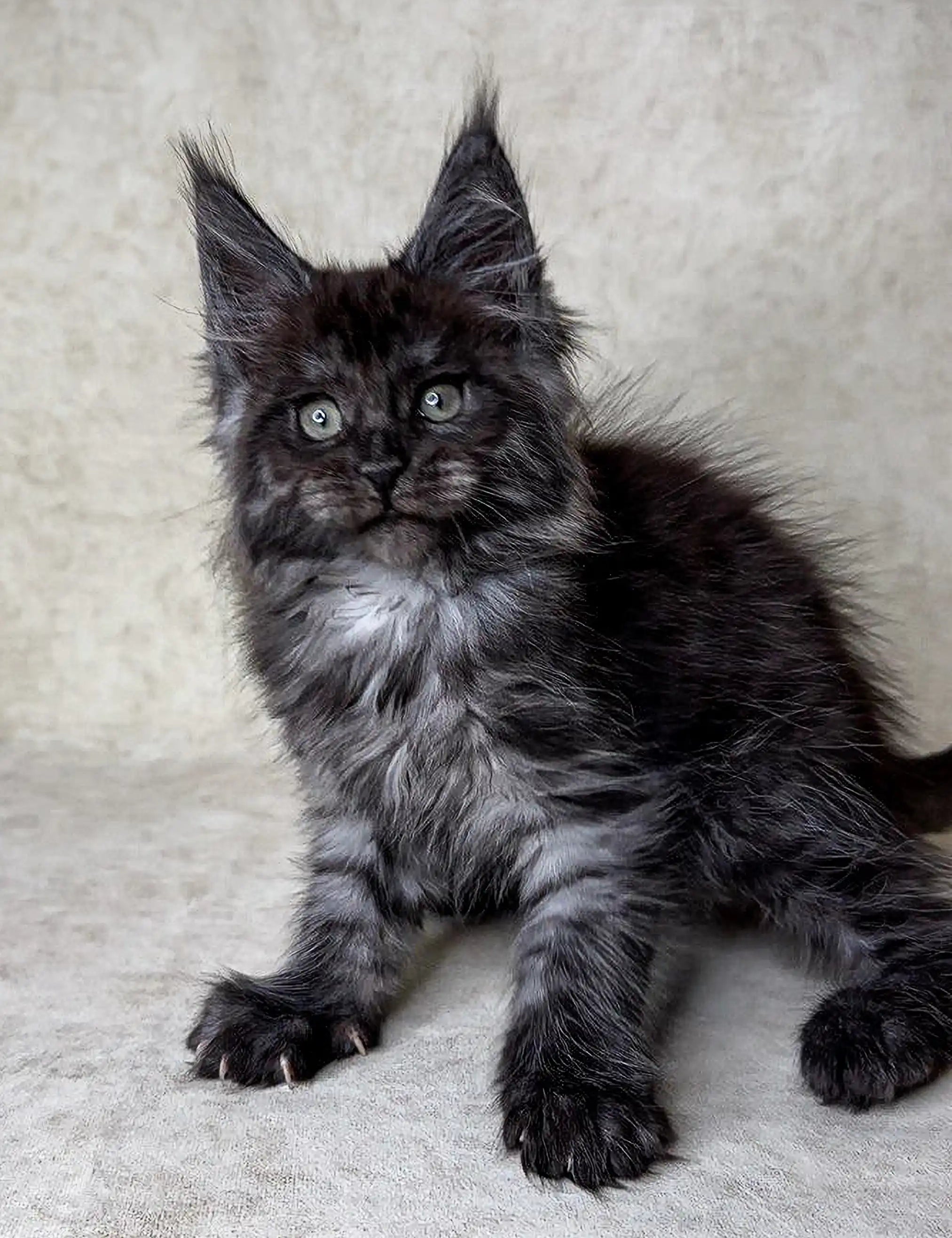 Maine Coon Kittens for Sale Felix | Kitten