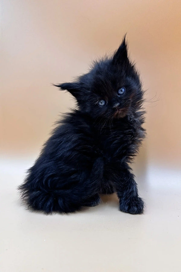 Fluffy black Polydactyl Maine Coon kitten with bright blue eyes for sale