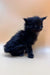 Cute black kitten with fluffy fur and pointed ears from Felix Polydactyl Maine Coon