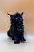 Fluffy black Polydactyl Maine Coon kitten with bright blue eyes sitting upright