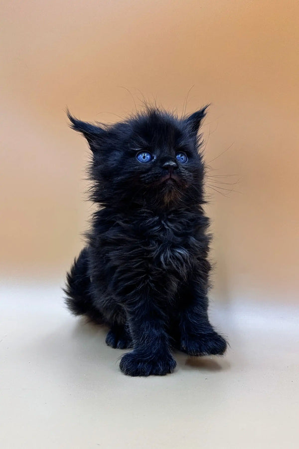 Fluffy black Polydactyl Maine Coon kitten with bright blue eyes sitting upright