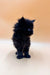 Fluffy black Polydactyl Maine Coon kitten with bright blue eyes standing upright