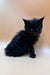 Fluffy black Polydactyl Maine Coon kitten with bright eyes sitting upright