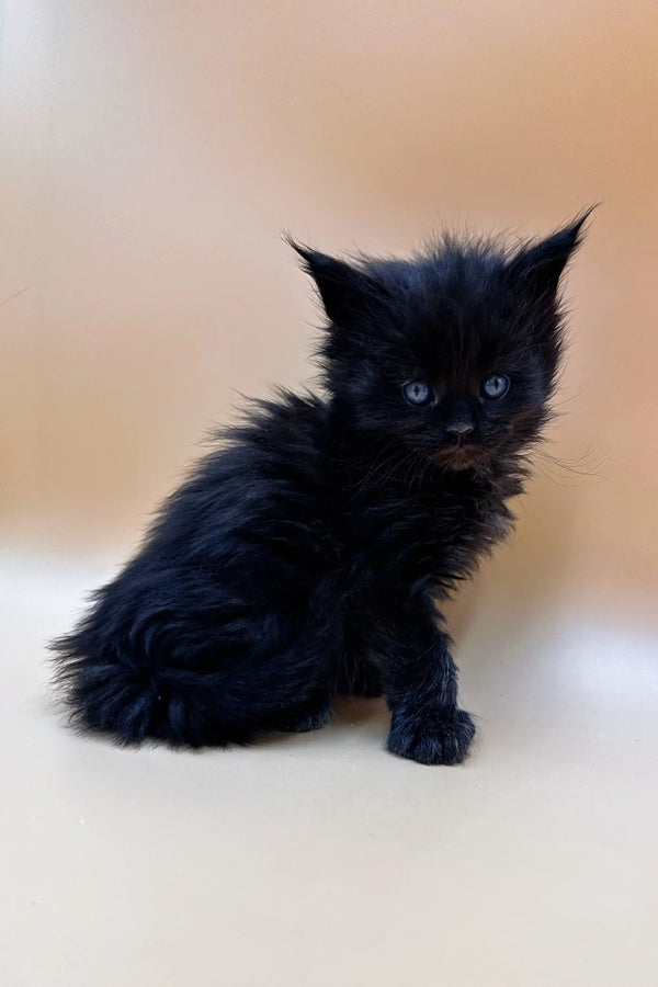 Fluffy black Polydactyl Maine Coon kitten with bright eyes sitting upright