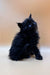 Fluffy black Polydactyl Maine Coon kitten with bright blue eyes sitting upright