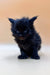 Fluffy black Polydactyl Maine Coon kitten with bright blue eyes ready for adoption