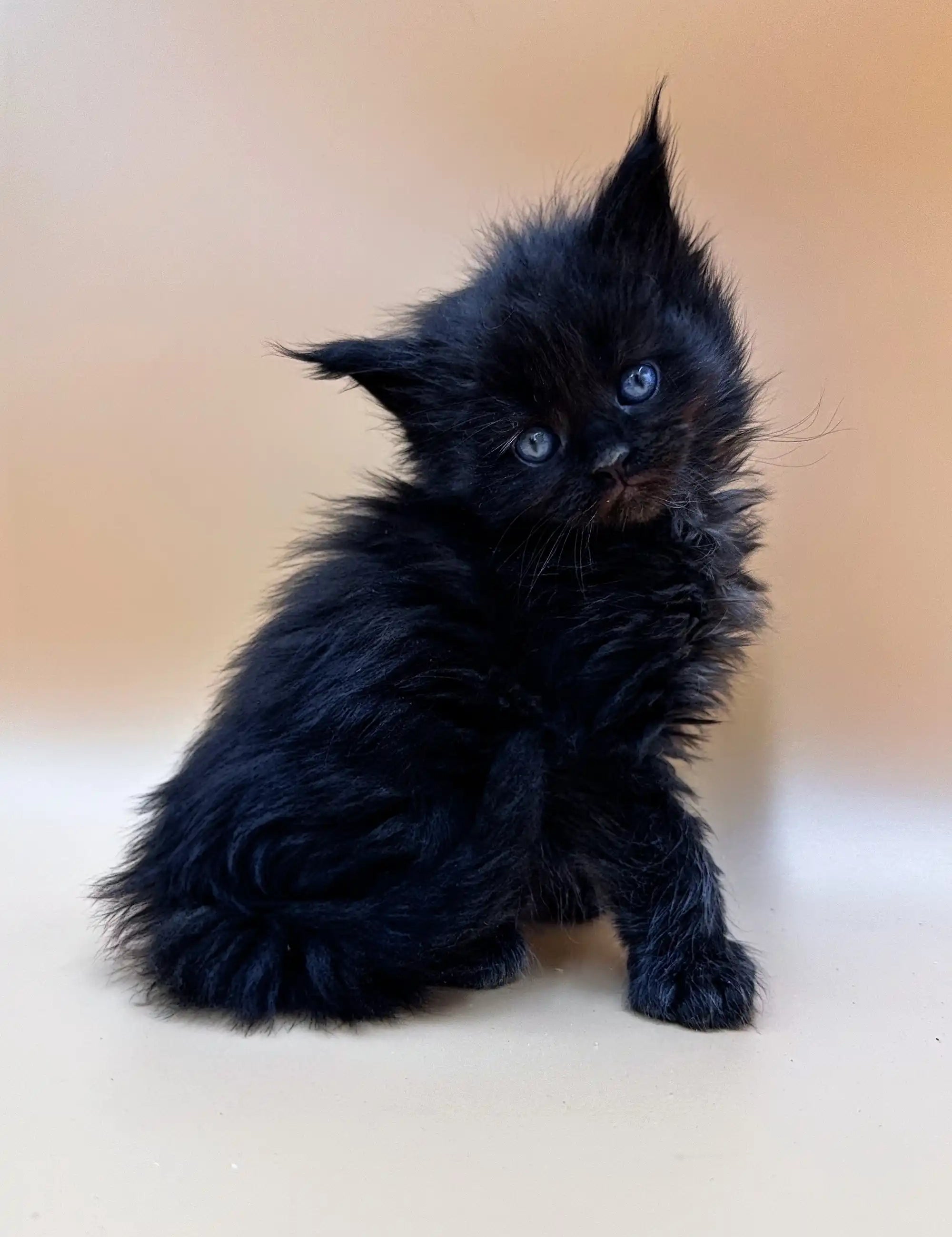 Maine Coon Kittens for Sale Felix | Polydactyl Kitten