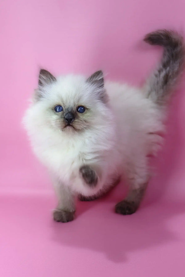Felix | ragdoll kitten
